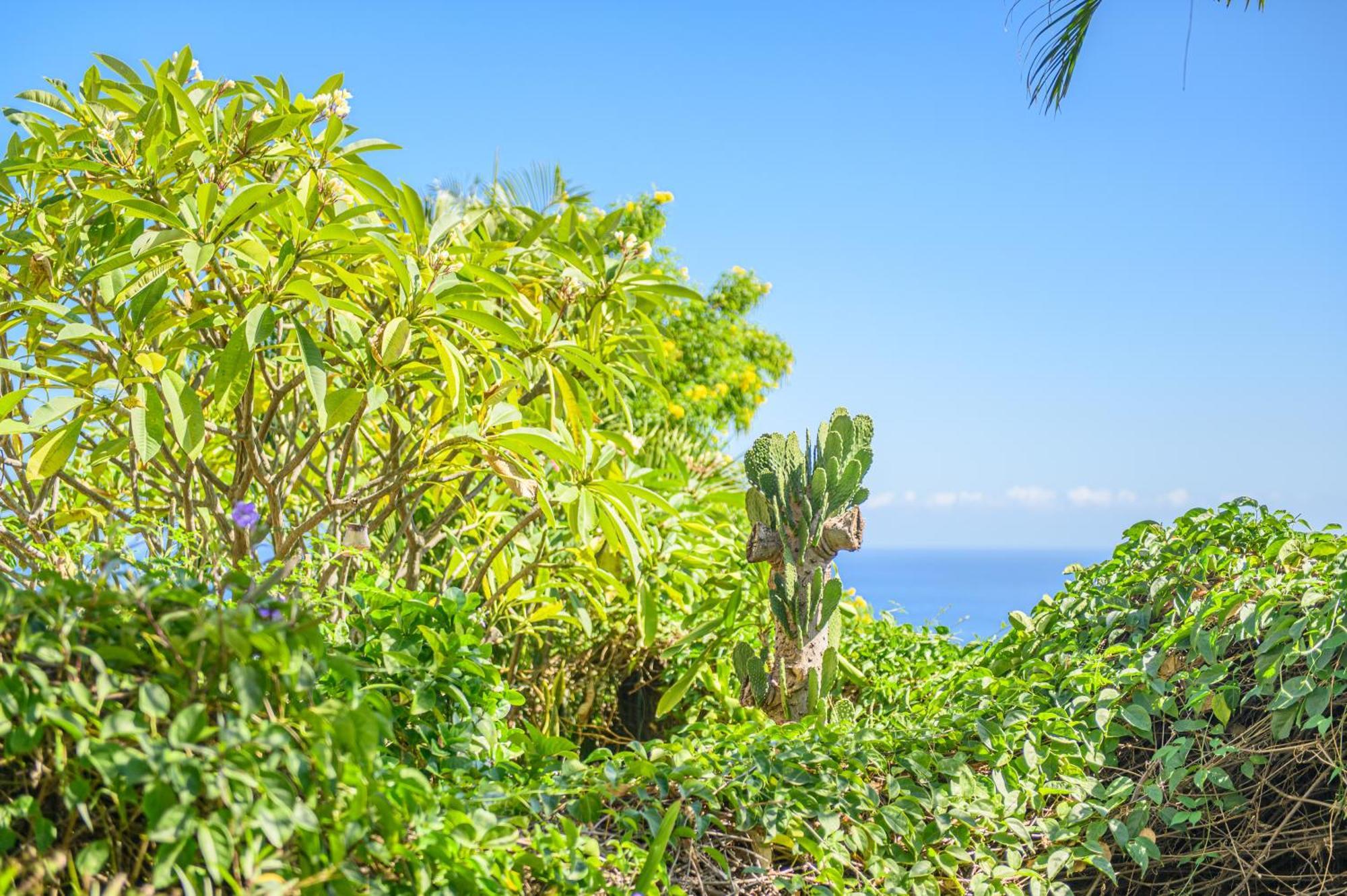 Le Jardin Des Tuit Tuit * Vue Mer * Cozy Сен-Ле Екстер'єр фото